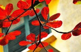 Cái buồn - tân quảng
