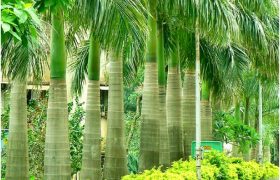 Cau vua - tân quảng