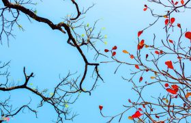 đi giữa hai mùa - tân quảng