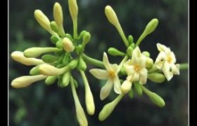 đu đủ đực - tân quảng