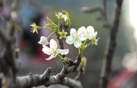 khúc tháng giêng - tân quảng