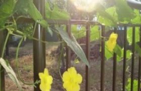 nhà tôi có giàn mướp hương