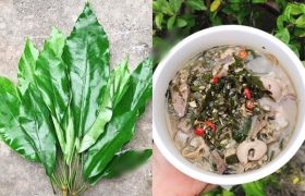 nhớ canh lá đắng - tân quảng