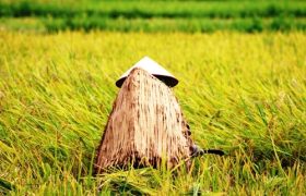 sương chiều lạnh lắm mẹ ơi - Tân quảng
