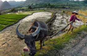 trâu ơi - tân quảng