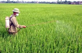 trên cánh đồng làng - tân quảng