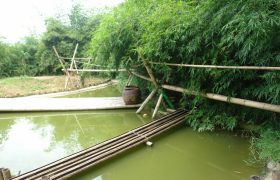 trúc - tân quảng